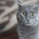 Chartreux free download