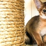 Chausie 2025