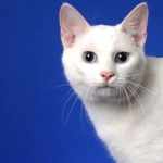 Japanese Bobtail wallpapers hd