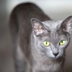 Korat hd wallpaper