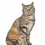 Kurilian Bobtail wallpapers