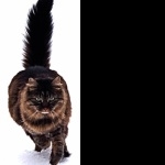 Maine Coon wallpapers