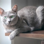 Russian Blue images