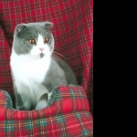 Scottish Fold free wallpapers