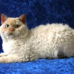 Selkirk Rex pics