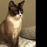 Snowshoe cat image