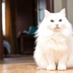 Turkish Angora hd photos