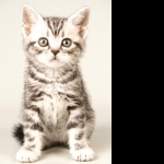 American Shorthair wallpapers