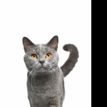 Chartreux hd