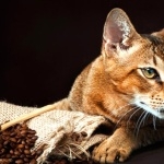 Chausie new wallpaper