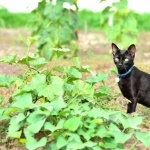 Japanese Bobtail background