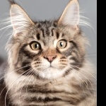 Maine Coon hd wallpaper