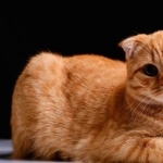 Scottish Fold hd