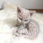 Selkirk Rex image