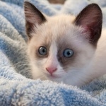 Snowshoe cat cute