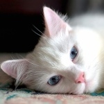 Turkish Angora desktop wallpaper