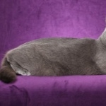 Chartreux wallpapers