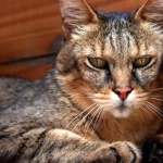 Chausie free wallpapers