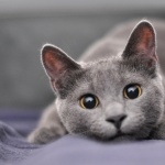 Russian Blue pic