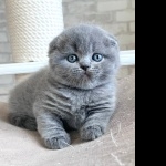 Scottish Fold breed