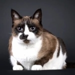 Snowshoe cat pics