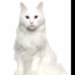 Turkish Angora high definition wallpapers