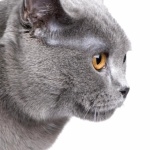 Chartreux desktop wallpaper