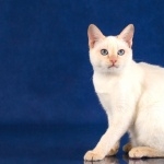 Japanese Bobtail new wallpaper