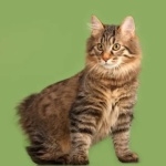 Kurilian Bobtail wallpapers hd