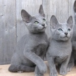 Russian Blue new photos