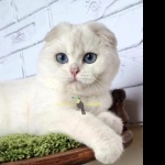 Scottish Fold desktop