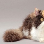 Selkirk Rex photo