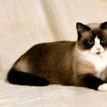 Snowshoe cat high definition wallpapers