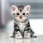 American Shorthair widescreen