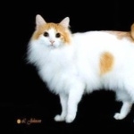 Japanese Bobtail hd pics