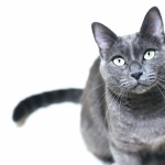 Russian Blue widescreen