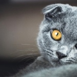 Scottish Fold hd pics