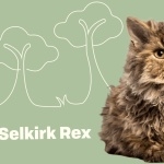 Selkirk Rex download