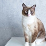 Snowshoe cat hd desktop