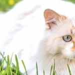 Turkish Angora full hd