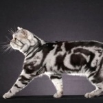 American Shorthair new wallpaper