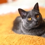 Chartreux full hd