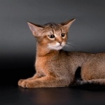 Chausie image