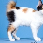 Japanese Bobtail image