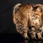 Kurilian Bobtail full hd