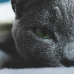 Russian Blue desktop