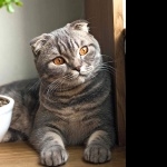 Scottish Fold new wallpapers