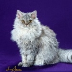 Selkirk Rex hd