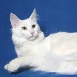 Turkish Angora funny