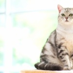 American Shorthair free wallpapers